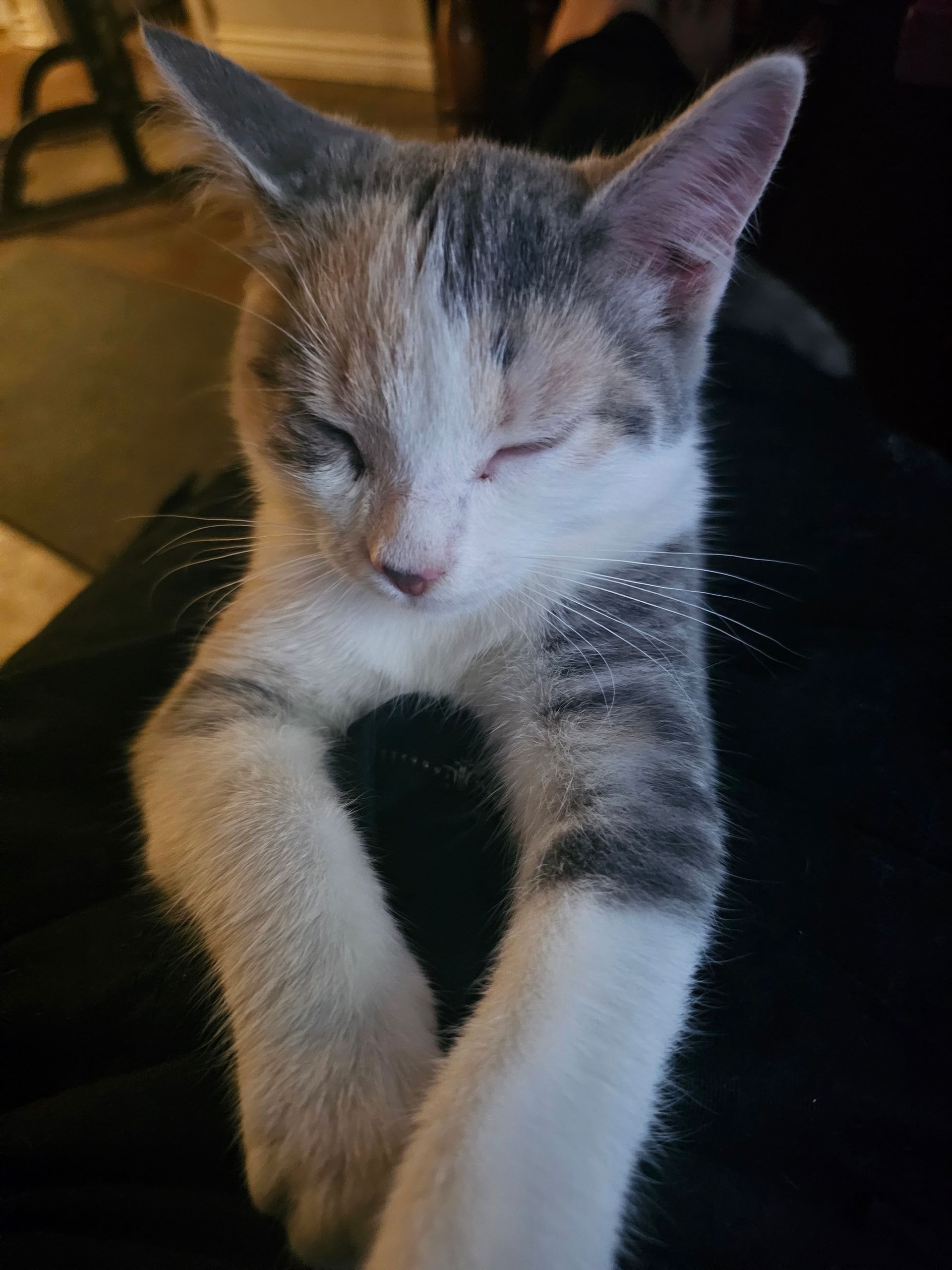 Cute kitten